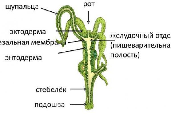 Сайт даркнет заказать